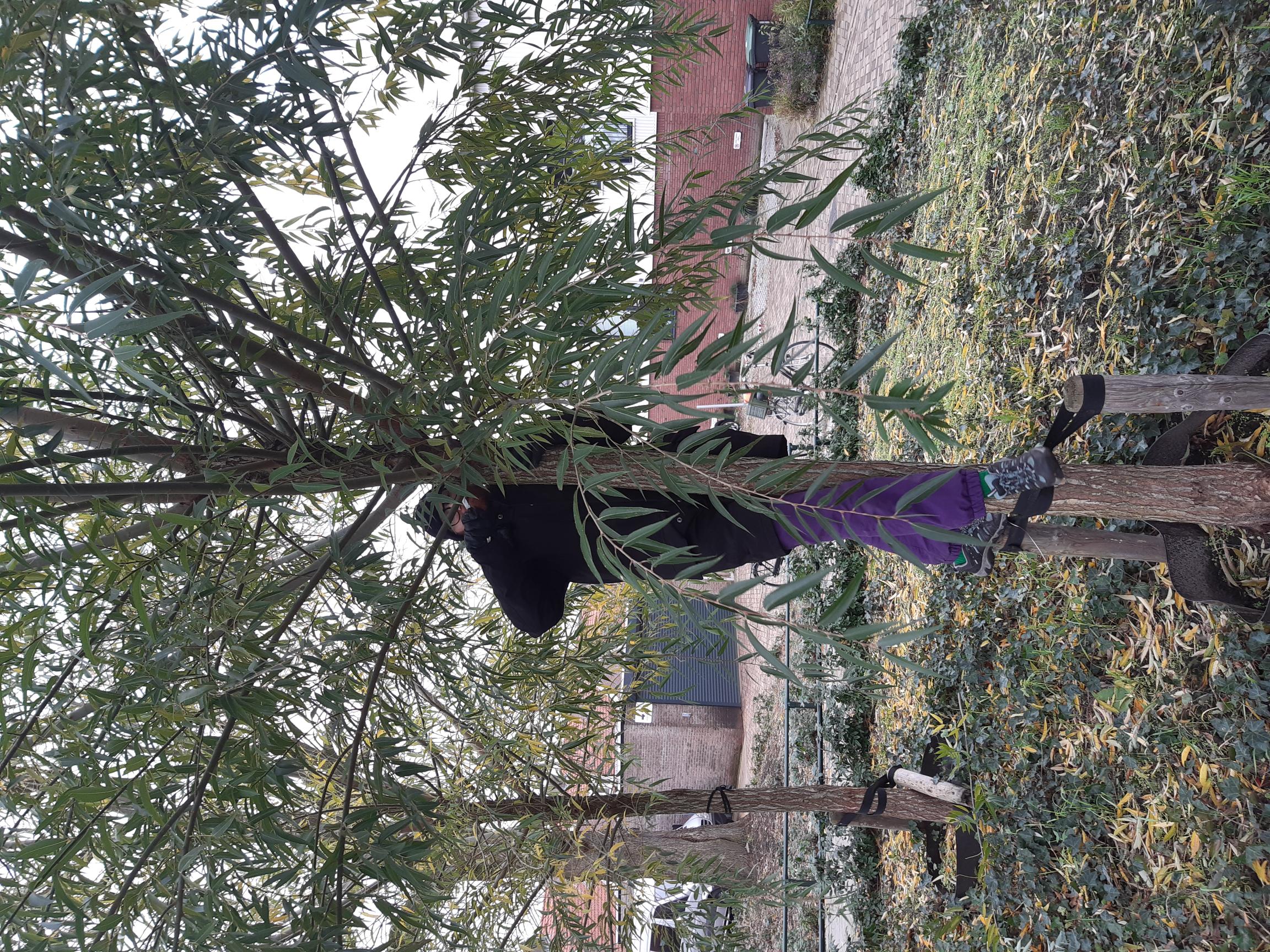 Action 4:transplanting willow